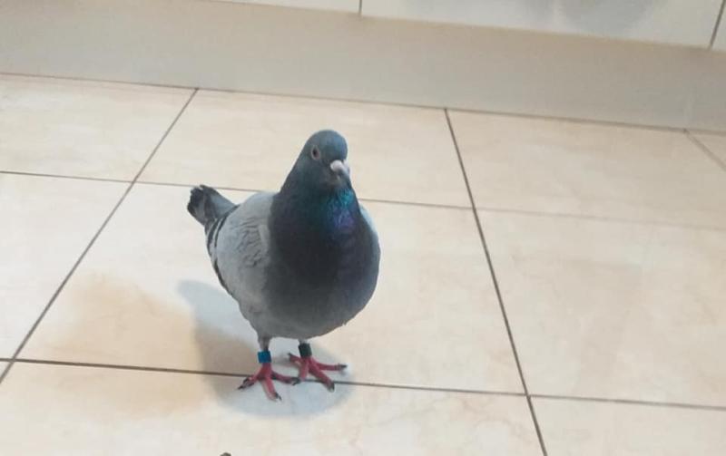 Lost racing pigeon rescued in Offaly had been on epic journey 