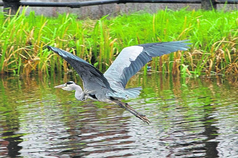 Brilliant pictures show heron having successful day fishing on Grand Canal in Tullamore