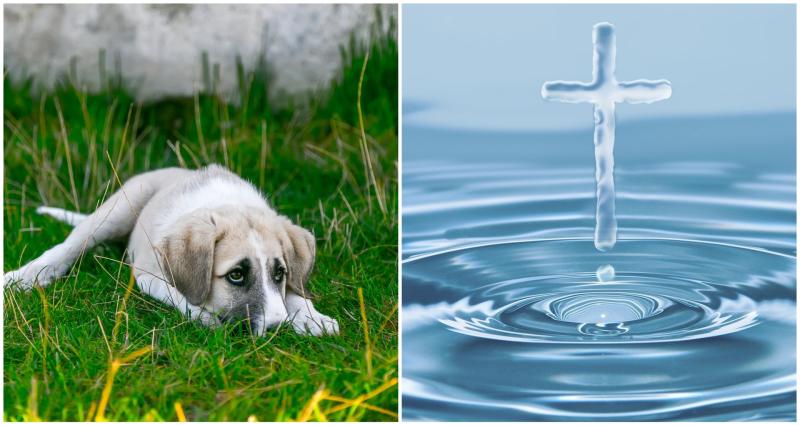 Offaly parish to host 'blessing of pets' event 