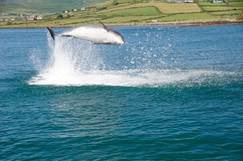 Dingle event to mark the life of beloved dolphin Fungie 