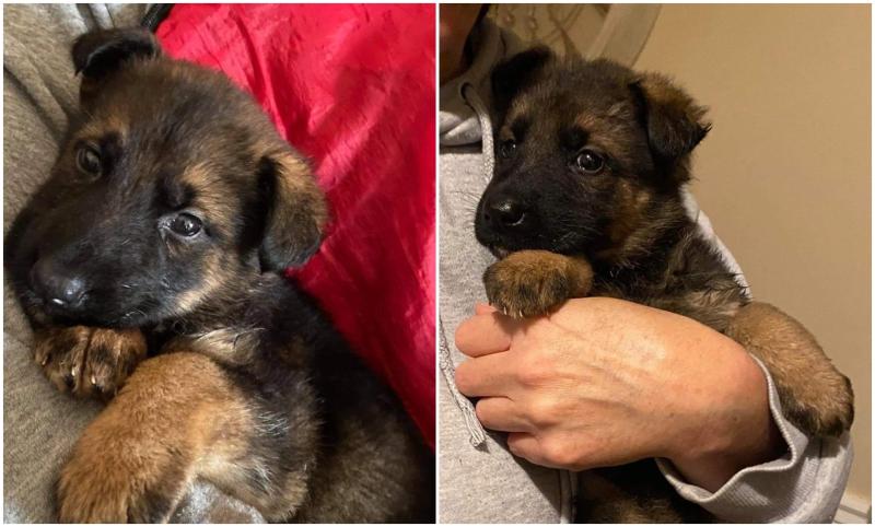 Campaign to fund surgery for adorable Offaly puppy 
