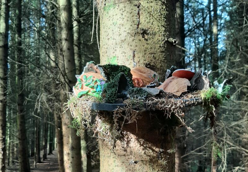 Vandals have 'destroyed' a beloved fairy trail in Laois Offaly woodlands