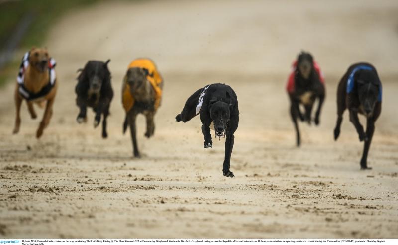 Magnificent seven winners for Offaly on the greyhound track