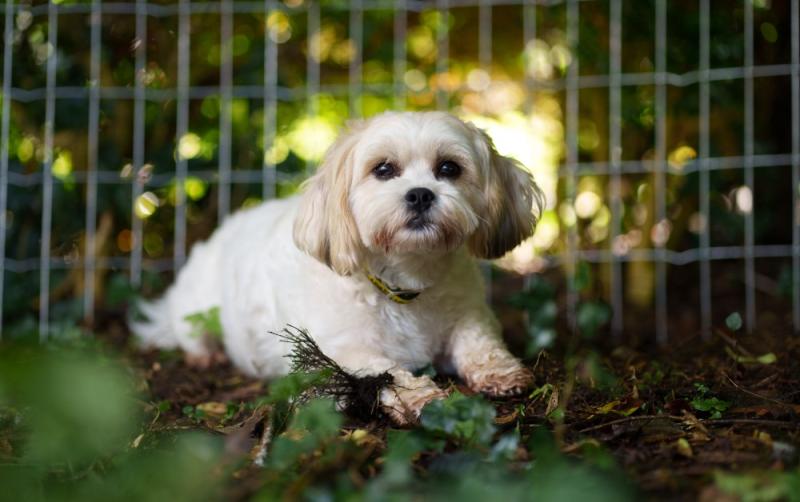 End Puppy Farming - Nationwide campaign launches today
