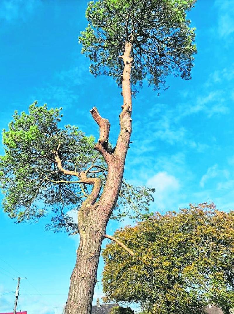 Much-loved Offaly tree saved in nick of time