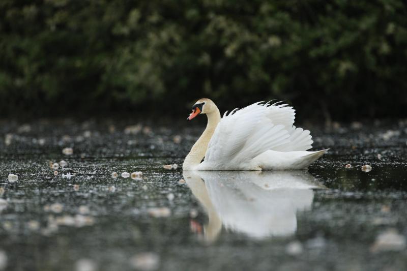 Borrisokane farmer fined for shooting swans on his land