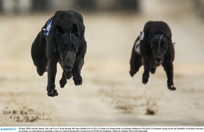 Six of best for Offaly with greyhound winners galore