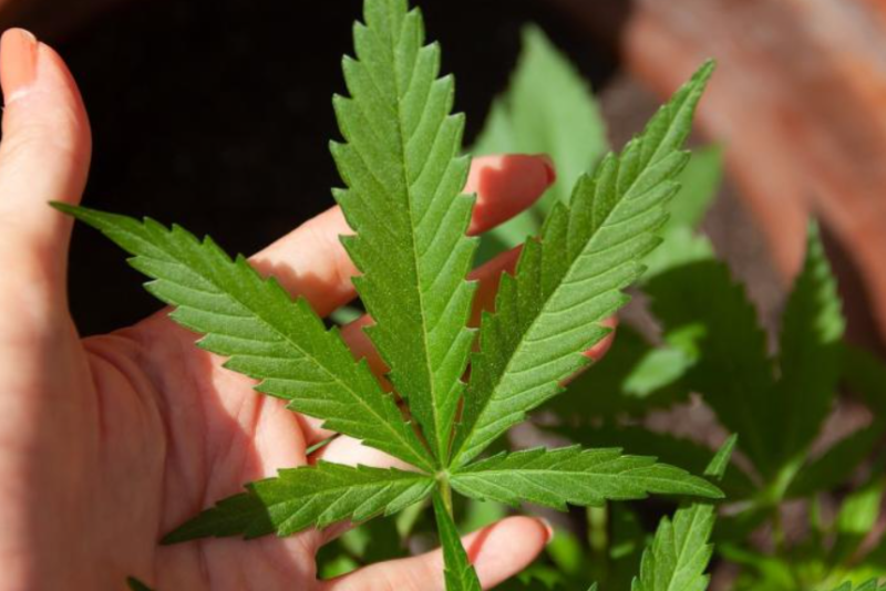 ALERT: Irish hemp product recalled due to unsafe amounts of psychoactive component