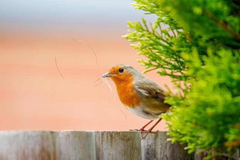 Covid lockdown sees record numbers take part in annual Irish Garden Bird Survey