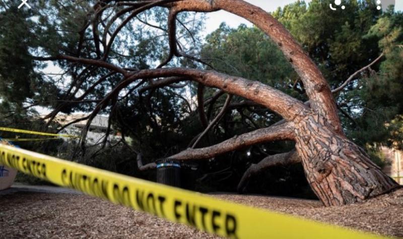Storm Barra: Tree blocking road in Carlingford