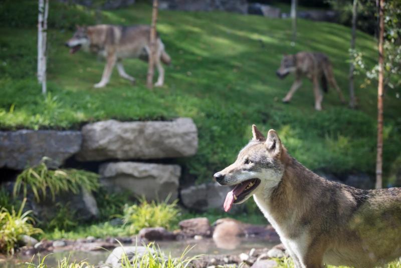 OPINION (AN COLÚN): The fascinating story of every dog's ancestor