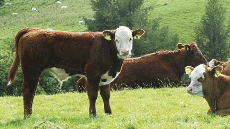 Payments of €42-million under Beef Sector Efficiency Programme – Lowry
