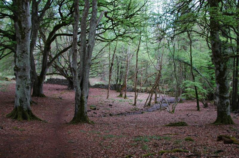 Join Roscrea Trail Blazers for their Christmas walk