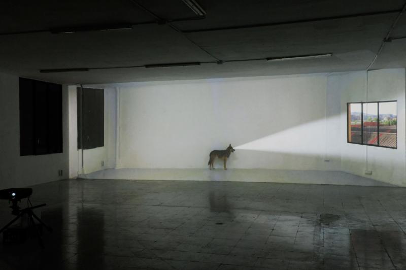 From Roscrea to Barcelona - watch the fascinating Damer House Gallery 'Dog Days' exhibition