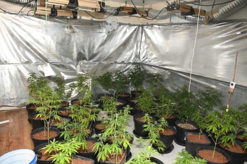 PICTURES: Huge cannabis operation busted in Offaly 