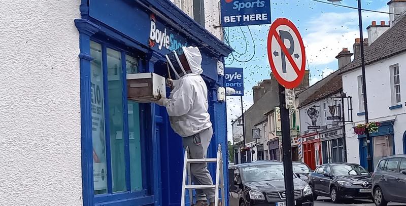 Local beekeeper helps to remove swarm of bees from Offaly street