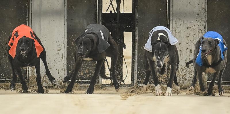 Gone to the dogs: Six Offaly winners