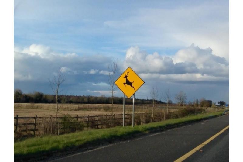 ALERT: Garda&iacute; warn motorists to watch out for &lsquo;active and unpredictable&rsquo; wild animals