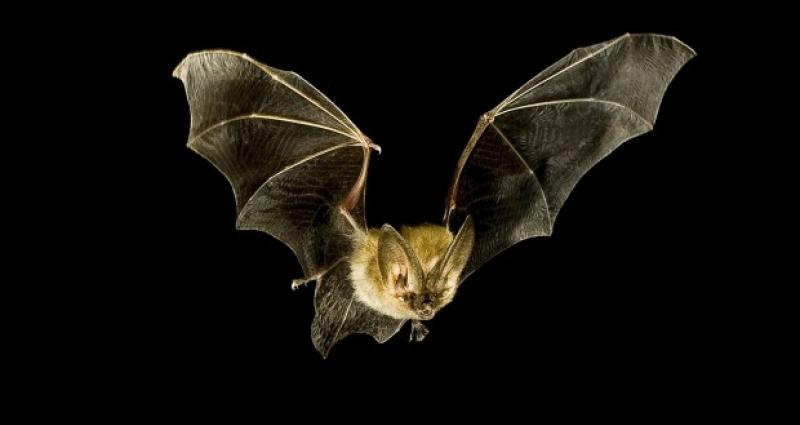 Interested in a Bat Walk? Free family-friendly events planned for next week in Offaly