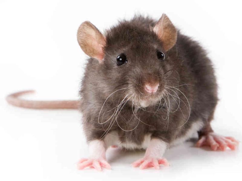 rat