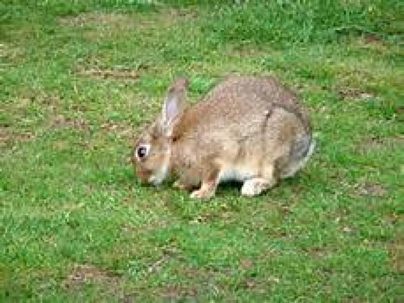 Contagious virus confirmed in Offaly rabbits Offaly Live