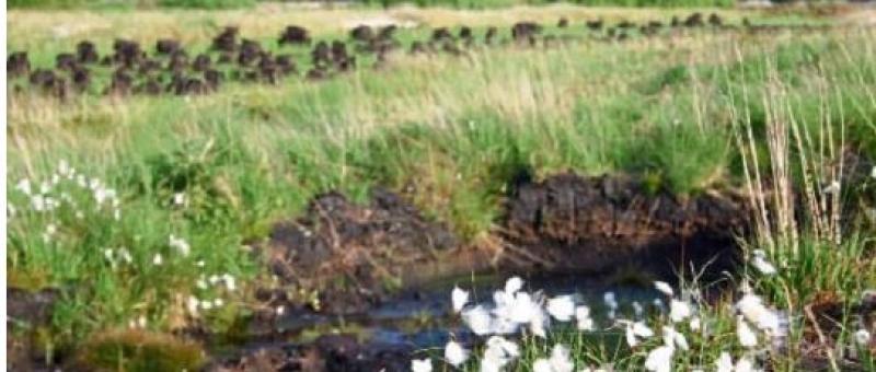 Request to reconsider peat phase-out date dismissed reveals Offaly TD