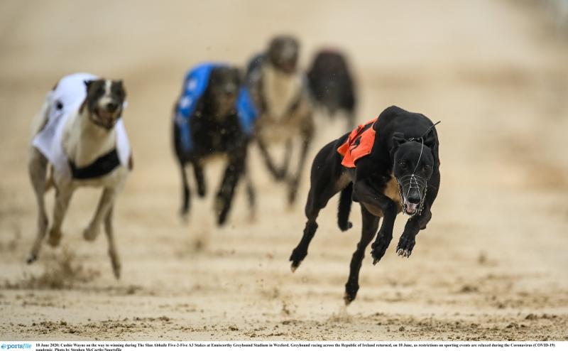 Gone to the dogs: Seven Offaly winners last week