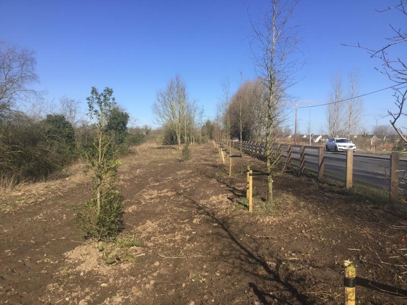 Offaly residents disappointed as more mature trees are removed and replaced 