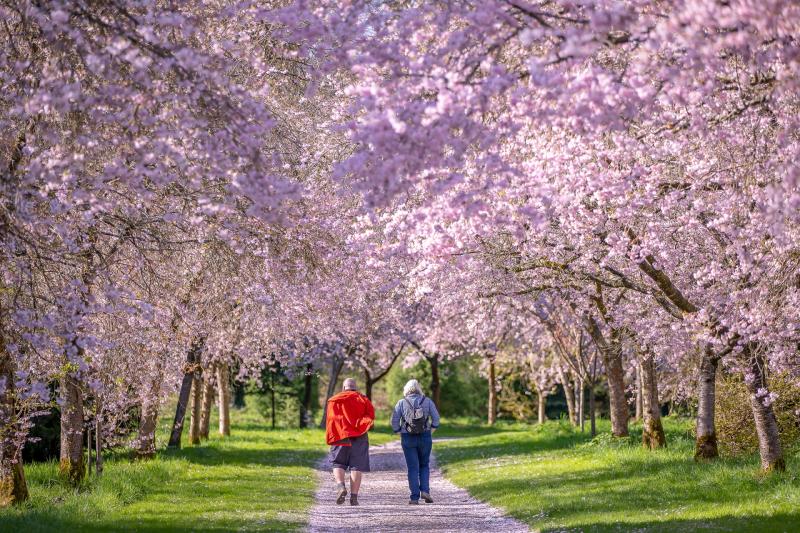 A spectacle of blooms at Birr Castle Demesne