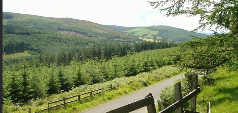 SLIEVE BLOOMS