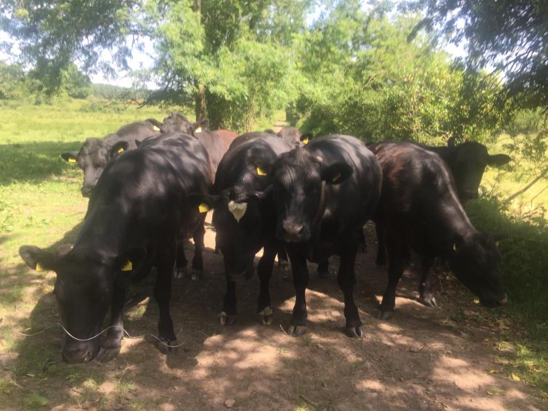 CATTLE