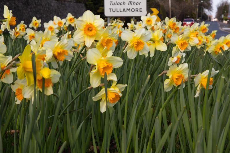 TULLAMORE DAFFODILS