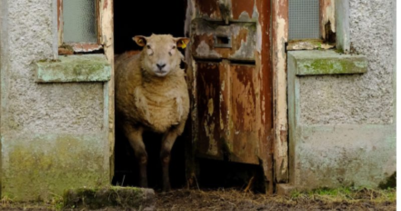 EWE