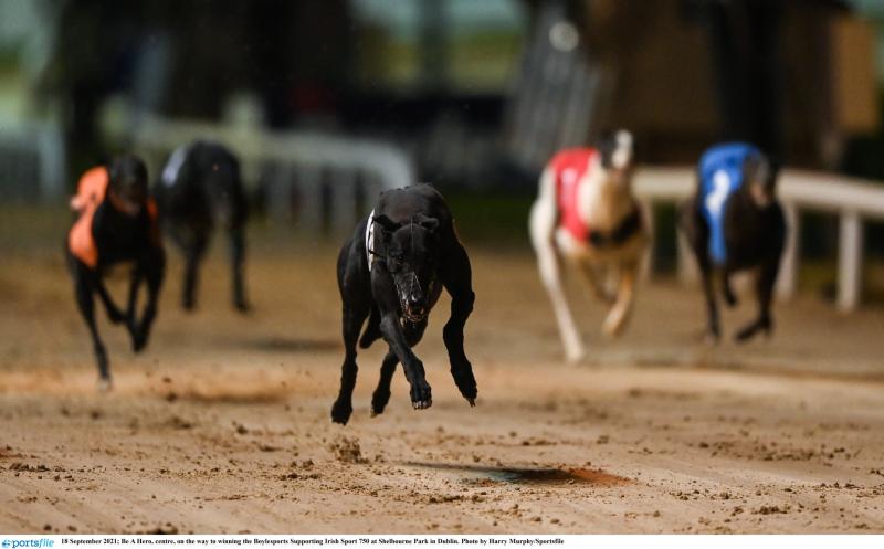 Gone the dogs: Productive week for Offaly greyhounds