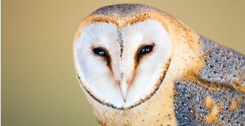BARN OWL