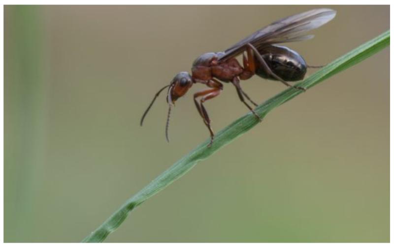 WARNING:  Beware of swarms 'mating' flying ants invading back gardens and kitchens on Flying Ant Day!