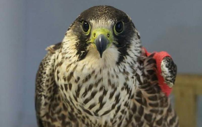 Carers for injured wildlife across Ireland encouraged to ensure they are compliant with the law