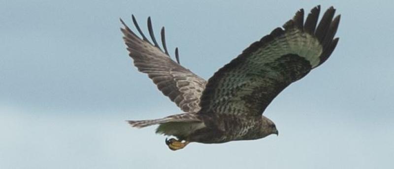 BUZZARD