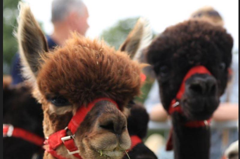 ALPACAS 1