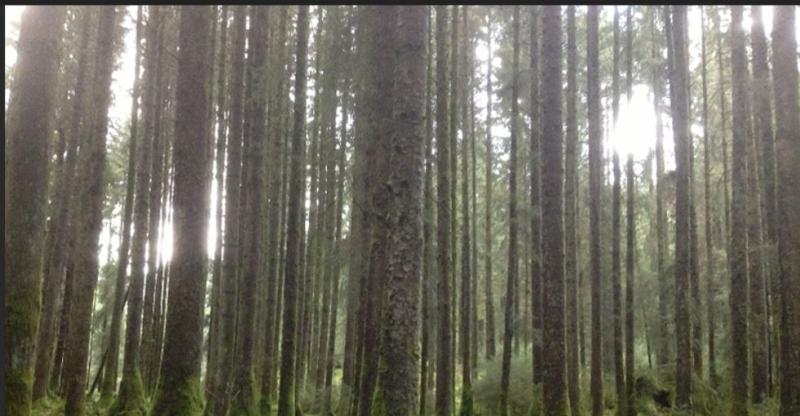 Forestry
