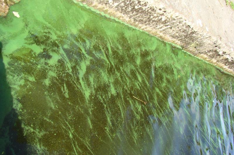 Toxic algal bloom detected on Lough Derg