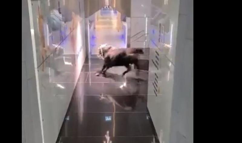 Escaped bull races through streets and into bank