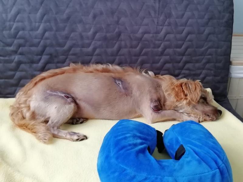 Dog  rescued after being dragged behind car and badly injured in the midlands  