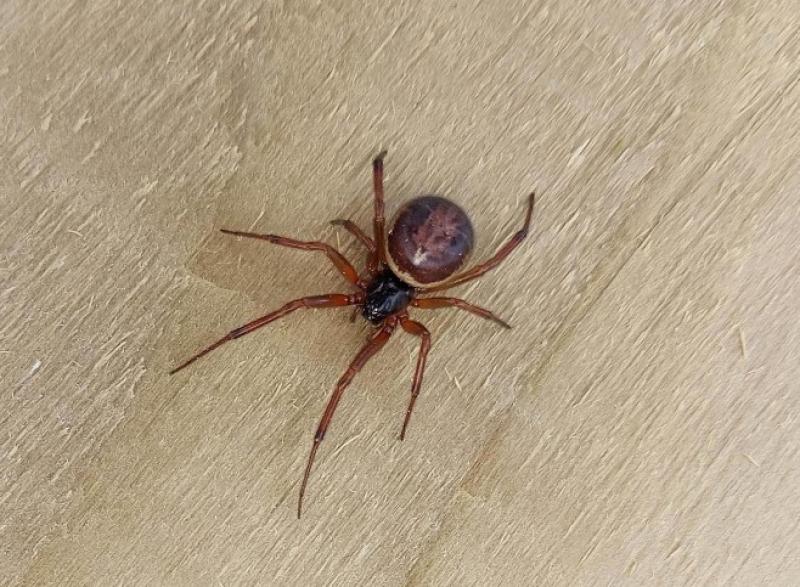 OPINION (AN COLÚN): My first meeting with a False Widow Spider