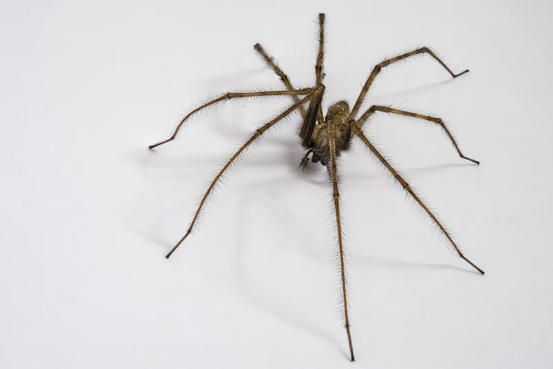 GUIDE: Top tips for Irish householders as spiders move indoors