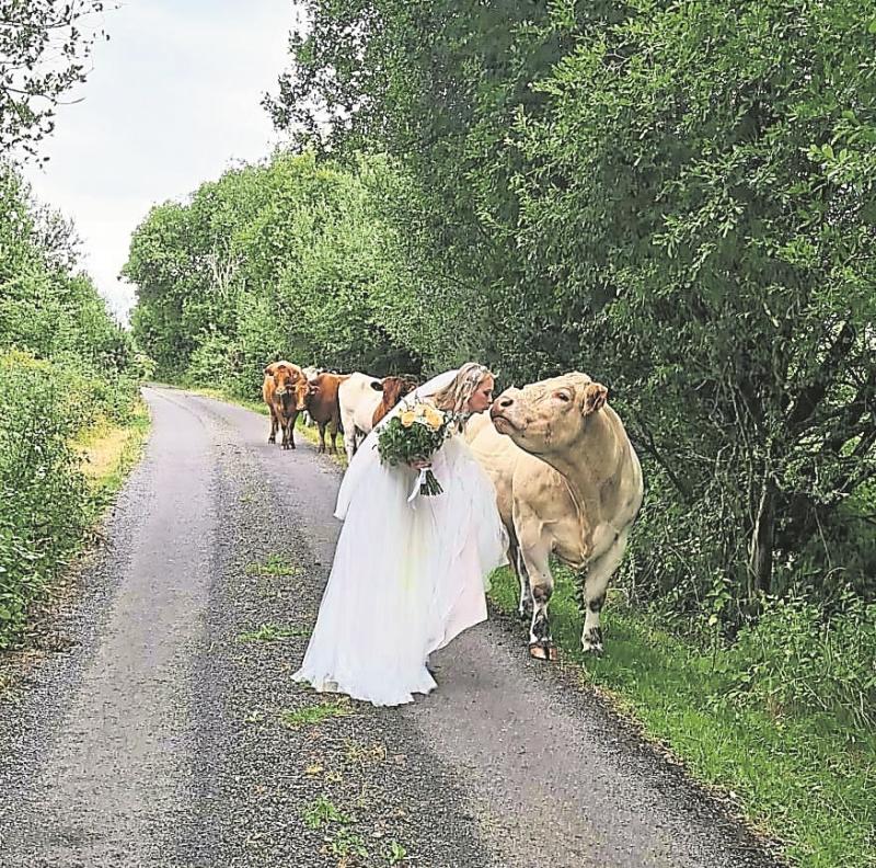 Beautiful bride meets kissing cow on wedding day in the Midlands