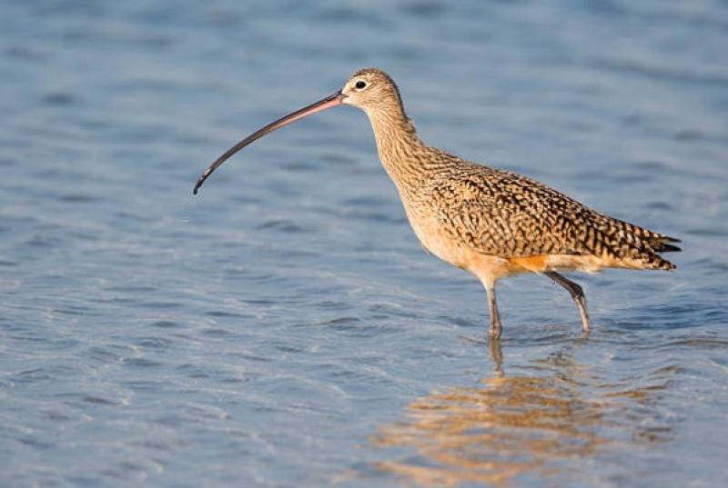 OPINION (AN COLÚN): Iconic Shannon Callows bird only given five to ten years until extinction