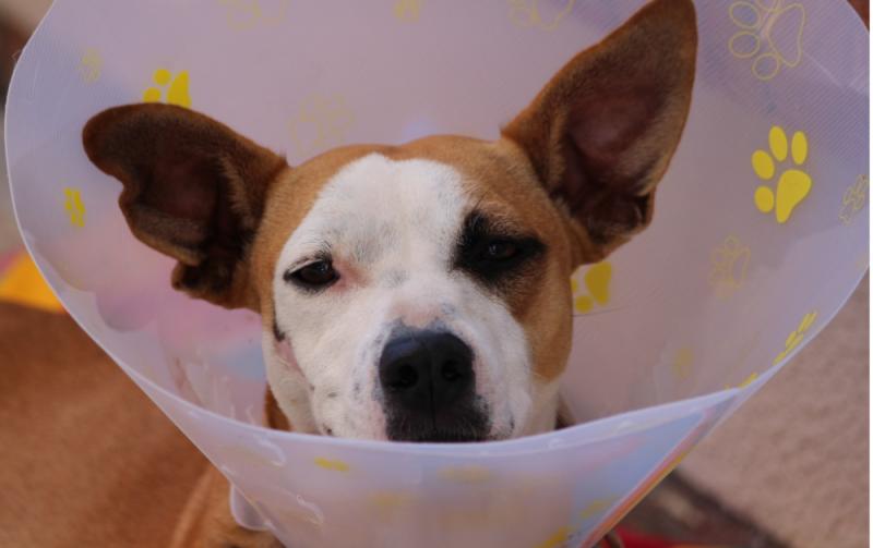 Roscrea SPCA half price neutering available