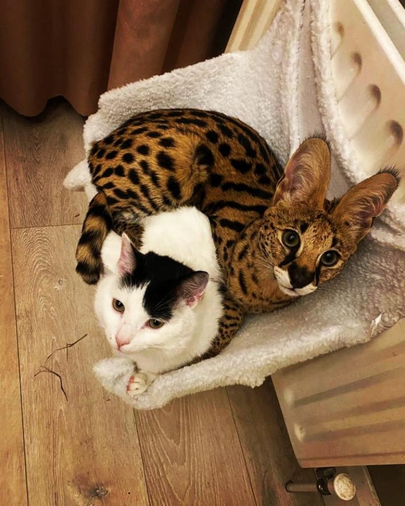 Appeal over missing African Serval Cat in midlands