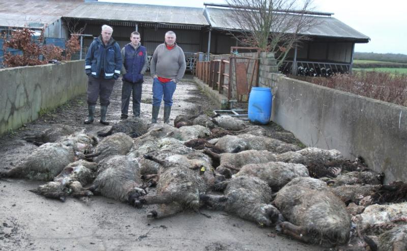Tipperary councillors call for ban on dangerous dog breeds following attacks